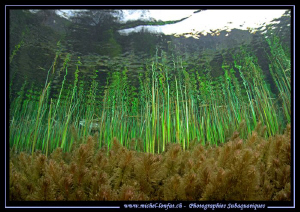 Freshwater landscape... :O)... by Michel Lonfat 